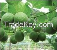 Monk Fruit Extract(Luo Han Guo Extract)