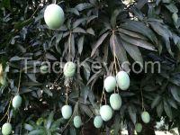 mango From Bangladesh
