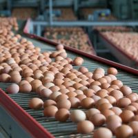 Fast Delivery on Premium Quality Hatching Eggs Ross 308 Buy Today and Enjoy Reliable Hatch Rates and Healthy Chicks Available