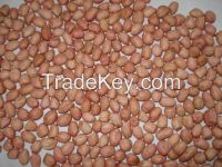 Groundnut kernel