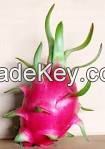 Fresh Dragon Fruit