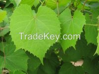 Grape Leaves