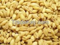 peal barley