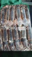 Frozen Illex Squid 200-300