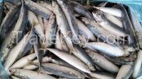 Frozen Mackerel