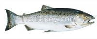 King Salomon,whole,uncooked Fillets,MESQUITE