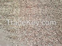 Cashew Nuts