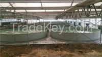 Recirculating Aquaculture System