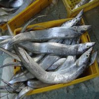 Ribbon Fish Balochistan Frozen Horse Mackerel, Salmon,Eel, Sea Bass Globefish & Tuna Fish