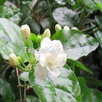 Jasmine Flower