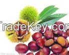 Chestnut