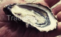 Oysters