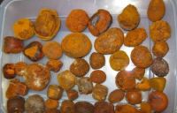 Best Quality Dried Natural Ox/Cow Gallstone