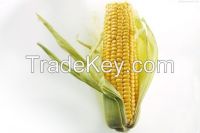 Maize Seeds