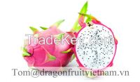 https://cn.tradekey.com/product_view/Binh-Thuan-Dragon-Fruit-While-Flesh-8107321.html