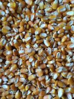 https://cn.tradekey.com/product_view/Brazilian-Brown-Eye-Beans-Cowpeas-Popcorn-Non-corn-Gmo-And-Yellow-Millet-8122689.html