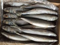 Frozen Pacific Saury Fish, Canned, Bait