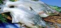 Pangasius Fish, Frozen Fish, Seafood, LIGHT