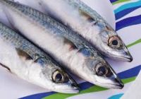 Frozen Atlantic Mackerel (Scomber Scombrus