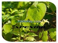 Giant Knotweed Extract