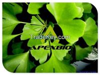 Ginkgo Biloba Extract