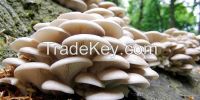 100% Organic Oyster Mushroom