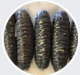 Maldivian Sea Cucumber