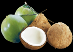 bestcoconutindonesia