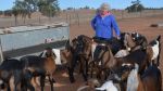 Maria Livestock Farm