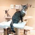 Lucky Kitten Place