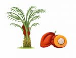 Michael Palm Oil Seeds Ltd