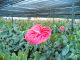 Anthurium Floriculture (Mtius) ltd