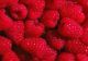 Liaoning Today Ariculture Co., Ltd