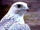 falcon