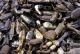 Experts on Trade and solid waste collection