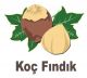 koc findik