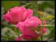 China jinpeng rose CO., LTD