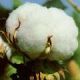 Albasit Cotton group