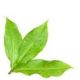 Aditi Herbals