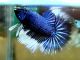TC tropical fish