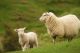 Quality mutton suppliers