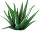 ALOE VERA NATURAL REMEDIES