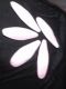 nissy corporation
